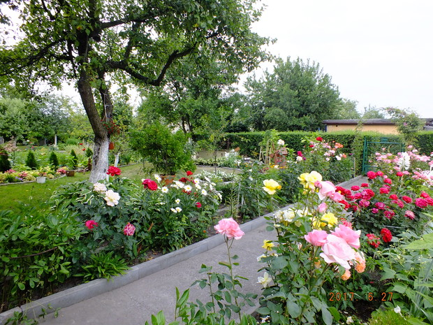 Kocham róże, dlatego nie mogło ich zabraknąć na naszej działce