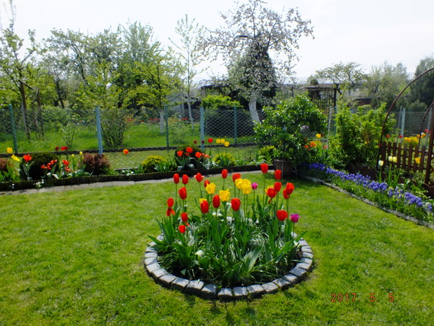 Kocham tulipany dlatego tej wiosny zakwitło ich ponad siedemset