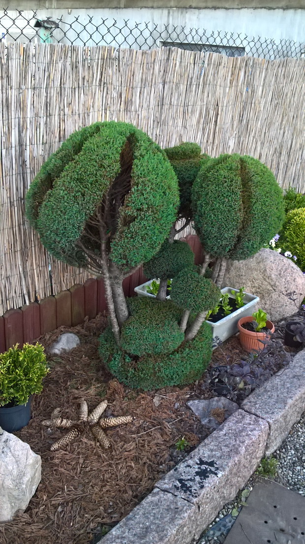 kolejny strzyżony iglaczek