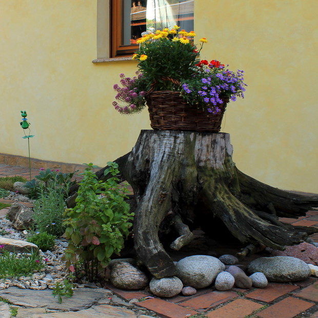 Korzeń po starej gruszy także znalazł zastosowanie