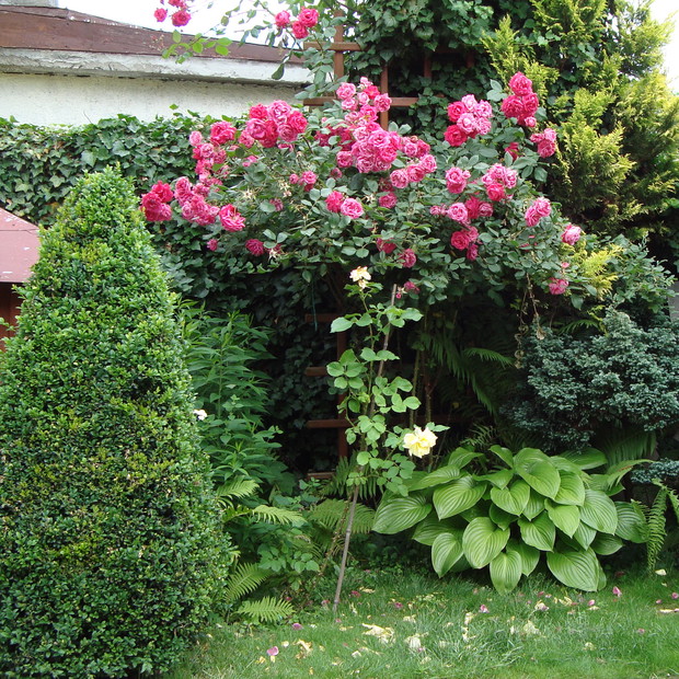 Krzak róży w asyście bukszpanów i funkii.