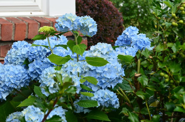 Krzewów hortensji mam pięć ... myślę ze to nie koniec 