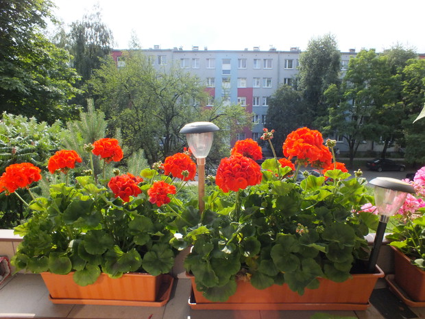 Kwiaty, dzięki nim świat jest piękniejszy :)
