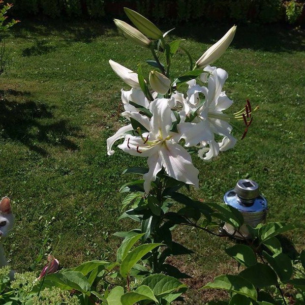 latem intensywny zapach lilii przyprawia nas o zawrót głowy :)