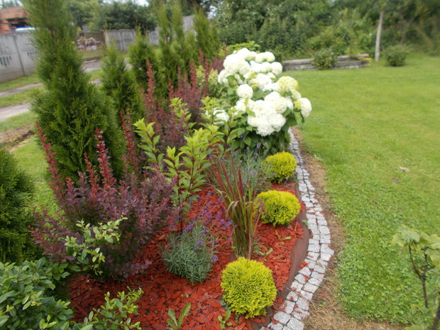 Latem na nowej rabatce z hortensjami  drzewiastymi Anabell,tutaj w bieli.