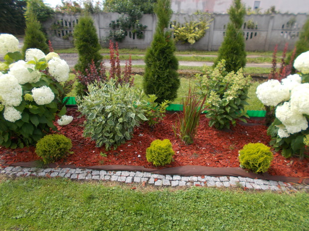 . Latem na nowej rabatce z hortensjami  drzewiastymi Anabell