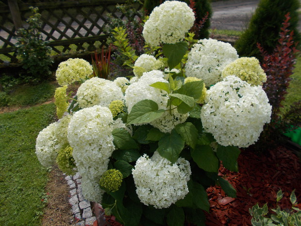 . Latem na nowej rabatce z hortensjami  drzewiastymi Anabell