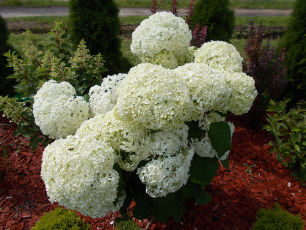 . Latem na nowej rabatce z hortensjami  drzewiastymi Anabell