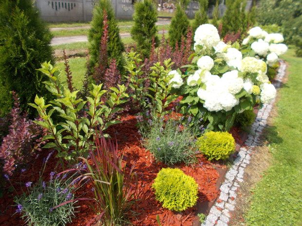 . Latem na nowej rabatce z hortensjami  drzewiastymi Anabell