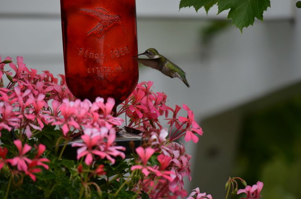 Lepsze zdjęcie tego niesfornego ptaszka 