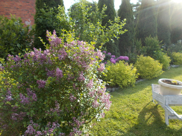 Lilak i rabata z rododendronami.