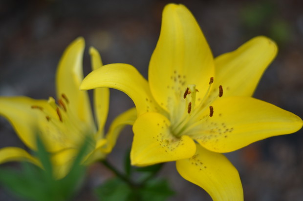Lilie to jedna z nowinek w moim ogrodzie, pomimo swej popularności, dopiero w tym roku zagościły na rabatach. 