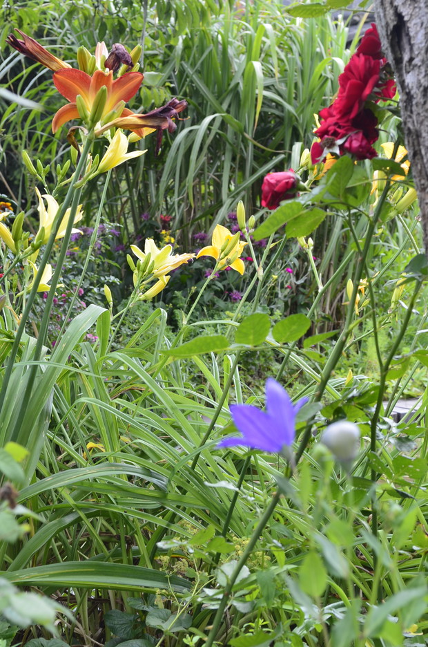 Liliowce, miskanty i pysznogłówki.