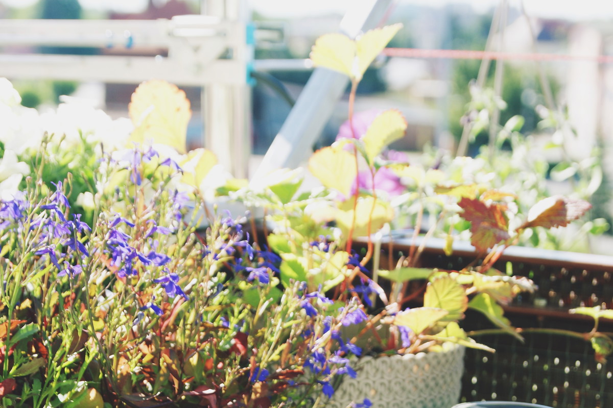 Lobelia i poziomka.