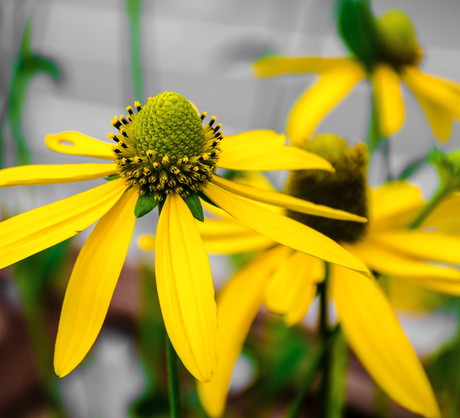 Łodyga rudbekii nagiej (Rudbeckia Laciniata) wraz z kwiatami osiąga do 200 centymetrów wysokości (zdj.: Fotolia.com)