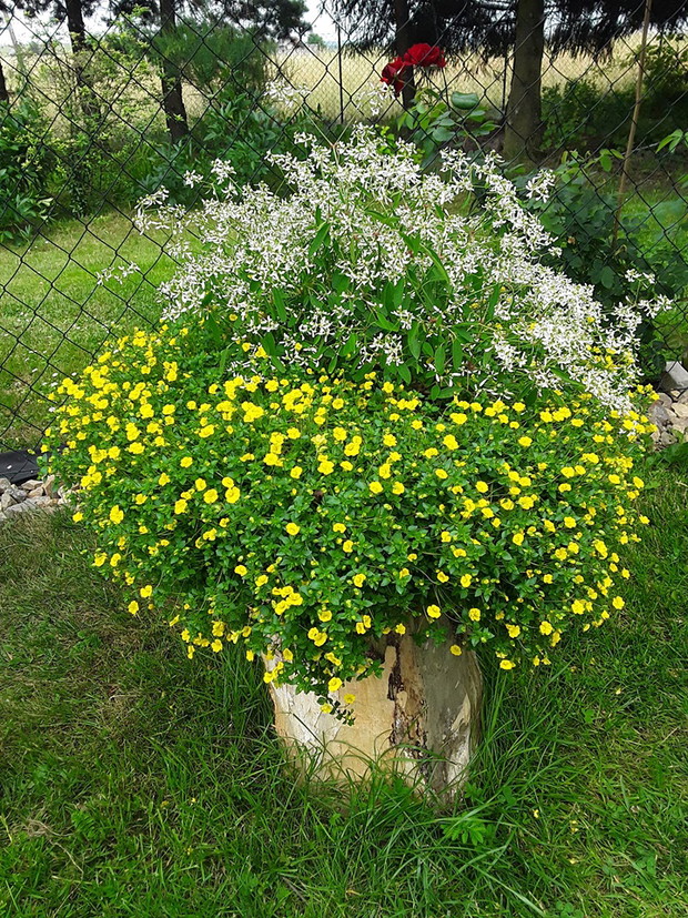 Mecardonia Gold Dust w towarzystwie z Euphorbią Diamond Frost.