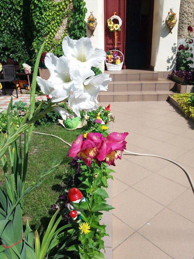 mieczyki z dumą "pozowały" do zdjęcia