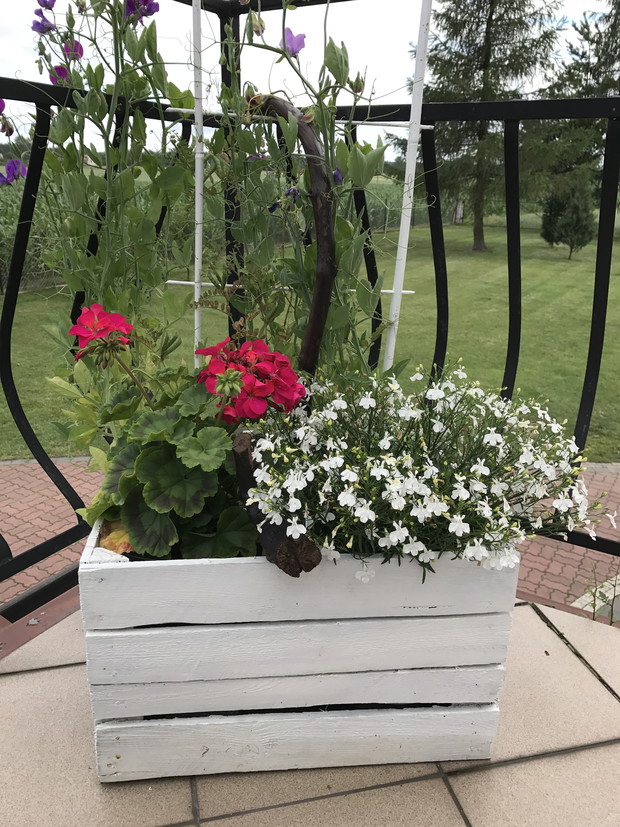 mini rabata w skrzynce po jabłkach