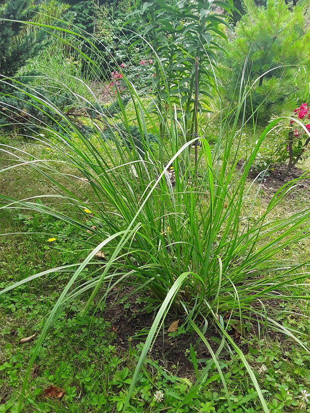 Miskant chiński odmiana Grosse Fountain.