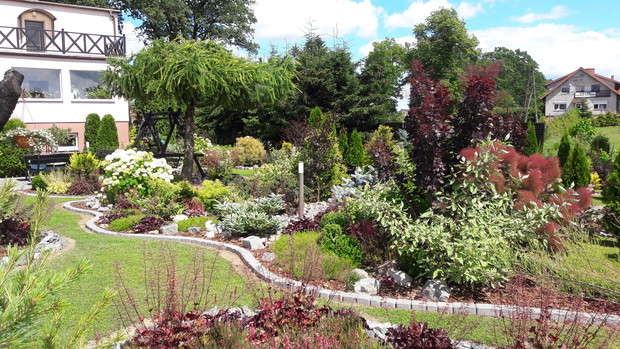 Modrzew aź blyszczy