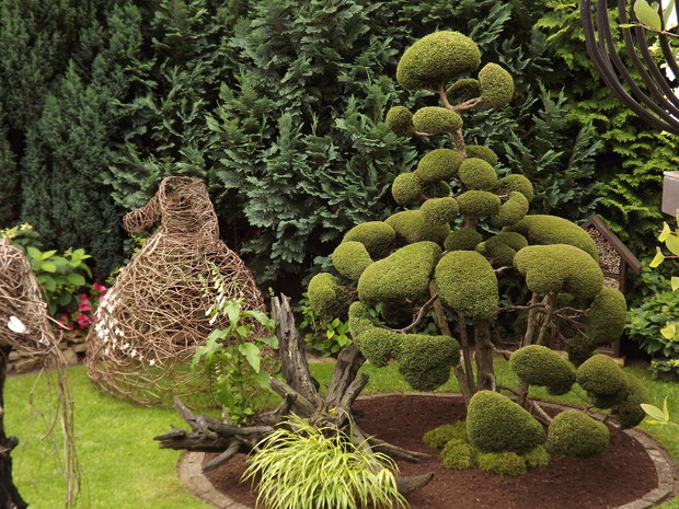 Moją największą dumą w ogrodzie jest "niwaki" z żywotnika, który przypomina swoim wyglądem bonsai. 