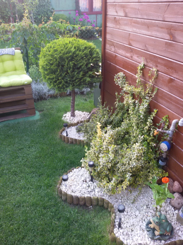 Moje kochane drzewka kule