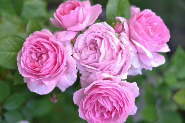 Moje róże szaleją w tym roku. 