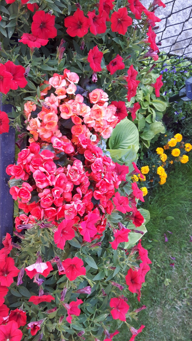 Moje ulubione betonie i surfinie