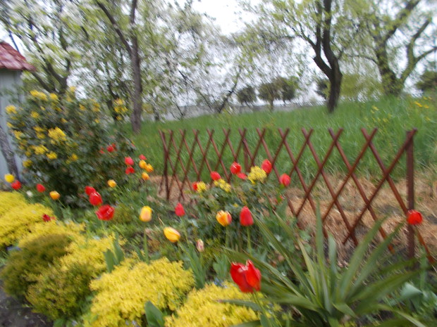 Na rabacie tulipanowej.