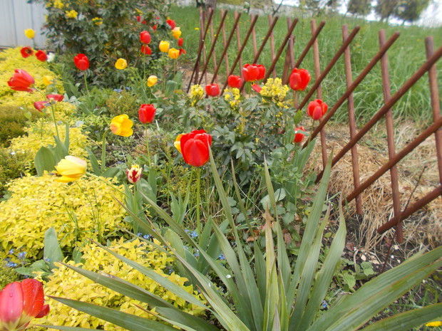Na rabacie tulipanowej.
