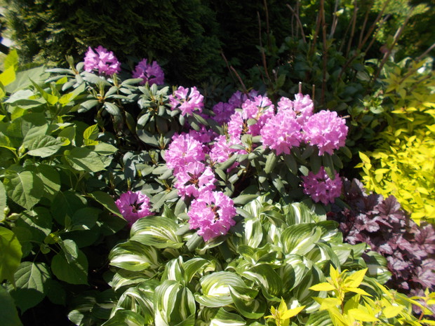 Na rabacie z rododendronami.