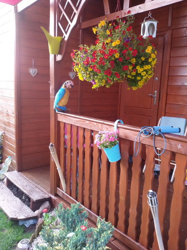 Nasza Ara stróż ogrodu☺☺☺