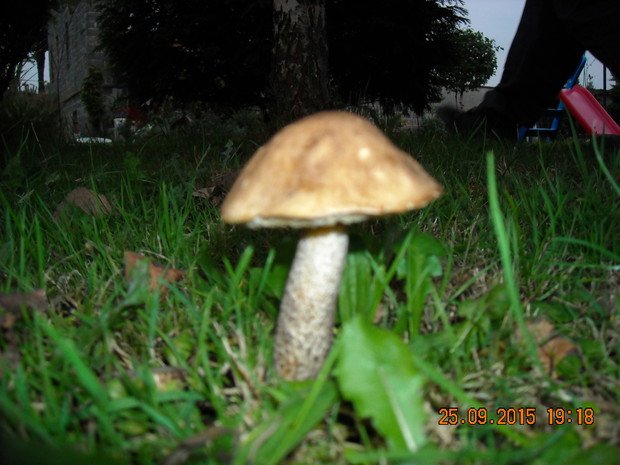 Nawet rosną grzyby jak w lesie.