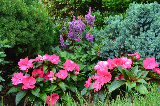 Niecierpki witają gości 