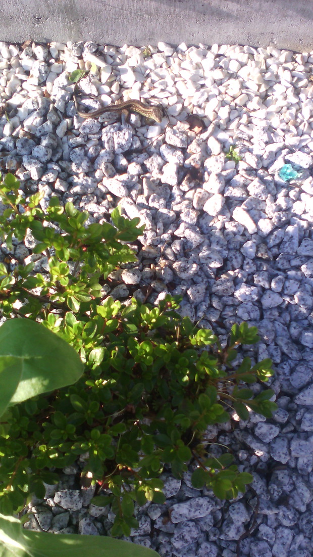 Niespodziewany gość w moim ogródku