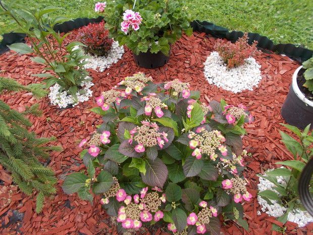 nowa abatka  w ksztalcie koła, a na niej berberysy miniaturki i hortensje.