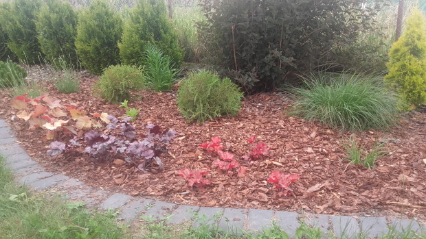 Nowa kompozycja z żurawkami