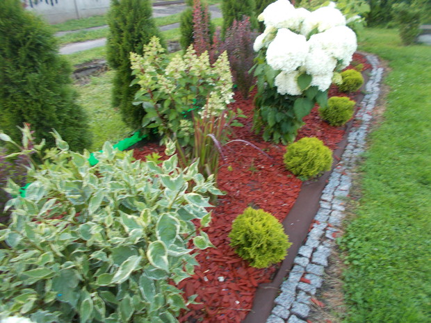 Nowa rabata hortensjowa z hortensjami drzewiastymi Anabell i bukietowymi- te jeszcze  w pąkach.