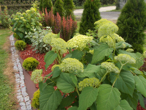 Nowa rabatka na wiosnę, a na niej berberysy, hortensje drzewiaste Anabell. hortensje bukietowe. trawy Red Baron.