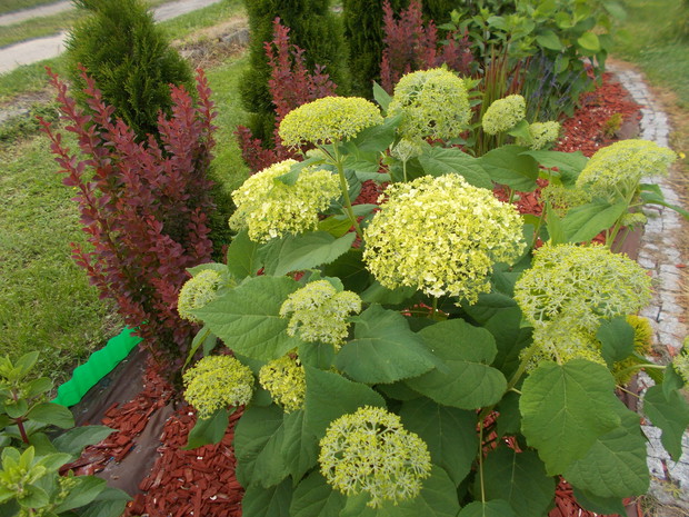 Nowa rabatka na wiosnę.