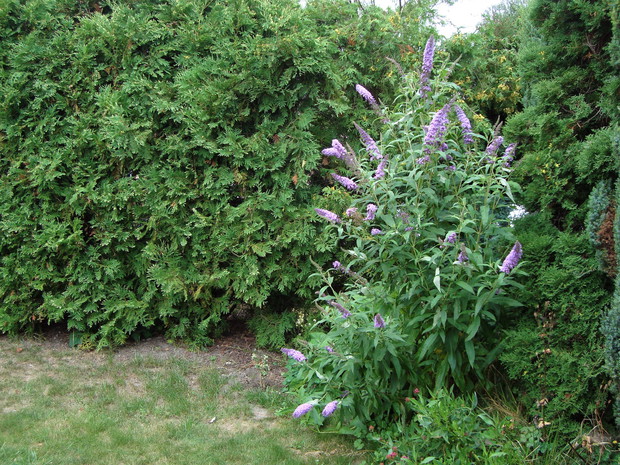 Od lata aż do jesieni budleja, zwana też motylim krzewem, przyciąga kolorowe motyle, tworząc iście bajkową scenerię w połączeniu ze szpalerem tuj.