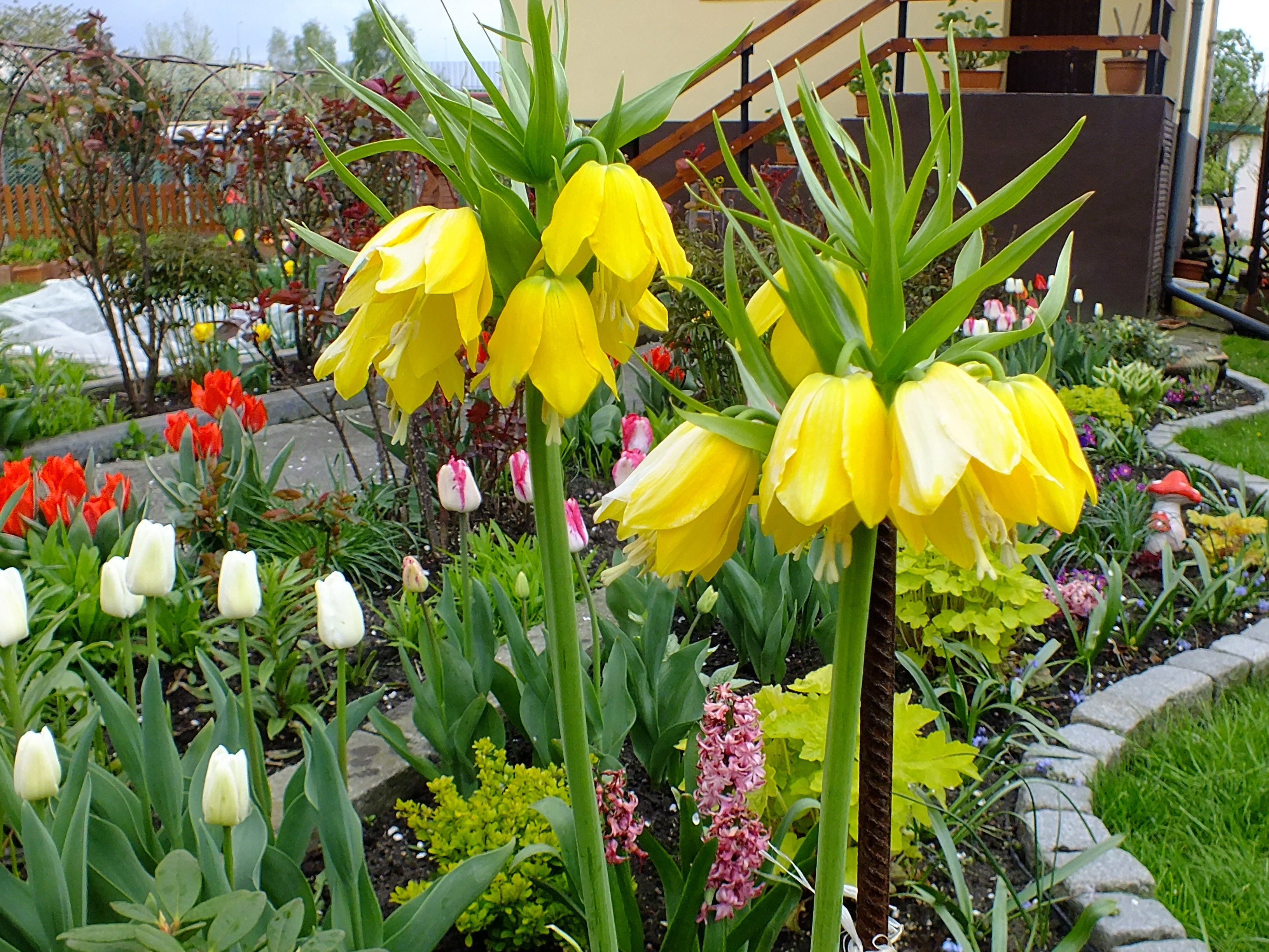 Od wczesnej wiosny królują u nas rośliny cebulowe: krokusy, tulipany, hiacynty oraz wspaniałe korony cesarskie