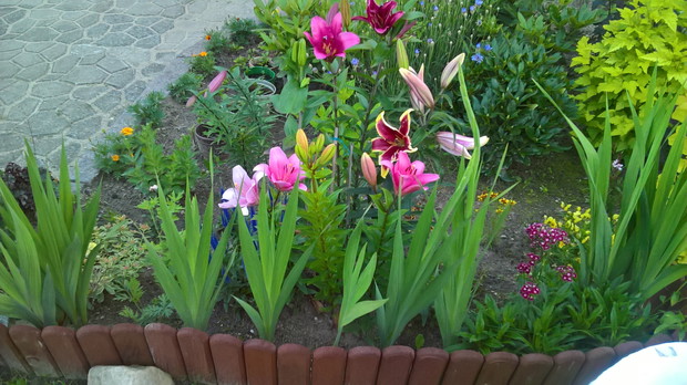 odtatnio zakochałam się w liliach i powoli zbieram kolekcję