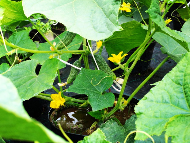 Ogóreczki są już!