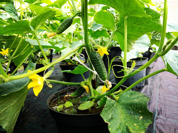 Ogóreczki są już!