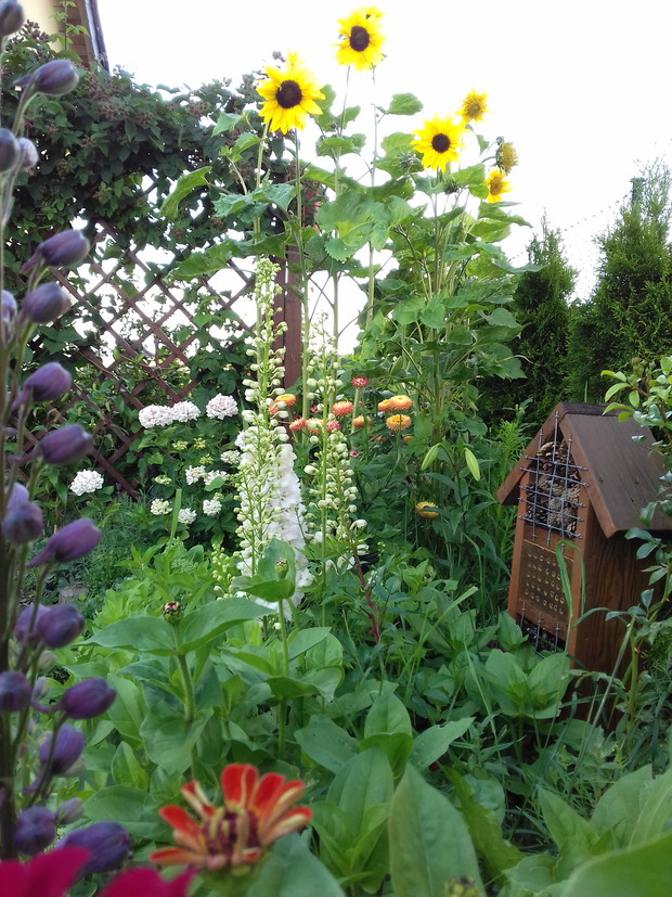 Ogród przyjazny owadom