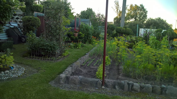 ogródek warzywny przy domu jest niezbędny - nic tak nie smakuje jak zdrowe warzywka