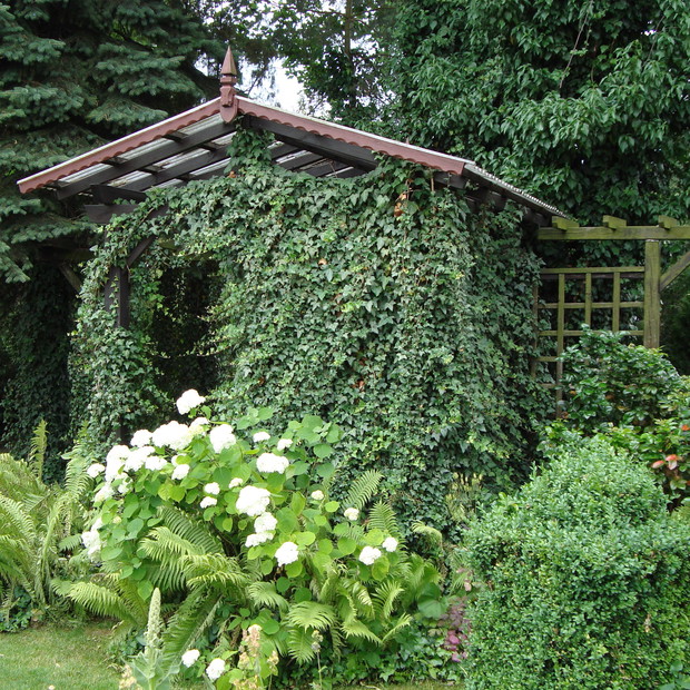 Ogrodowa altana w strugach bluszczu skąpana.