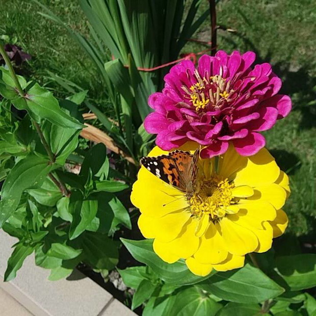 ozdobą naszego ogrodu nie są jedynie kwiaty :)