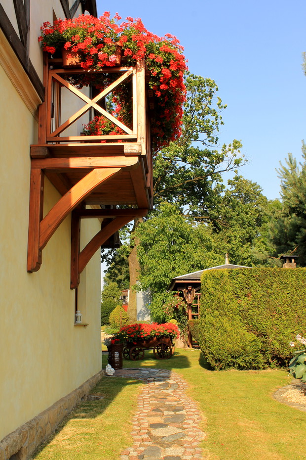 Pelargonie na balkonie